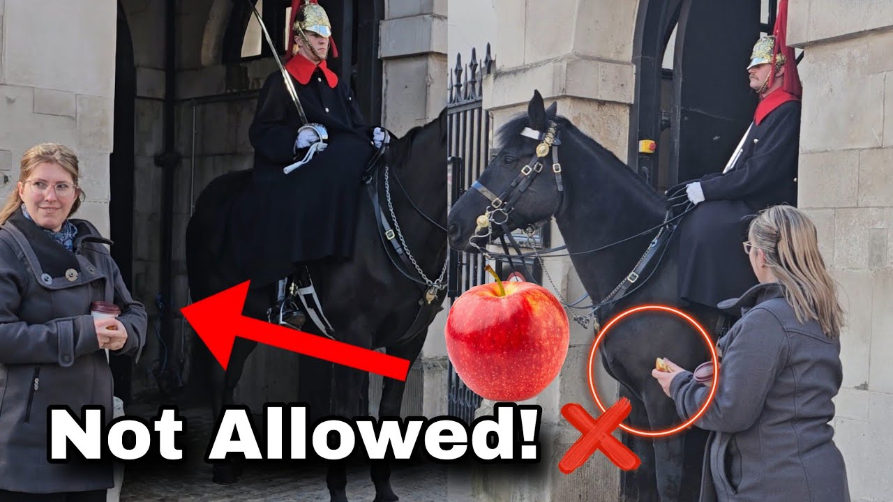 The two guards DID NOT allow the lady to give horse an APPLE!