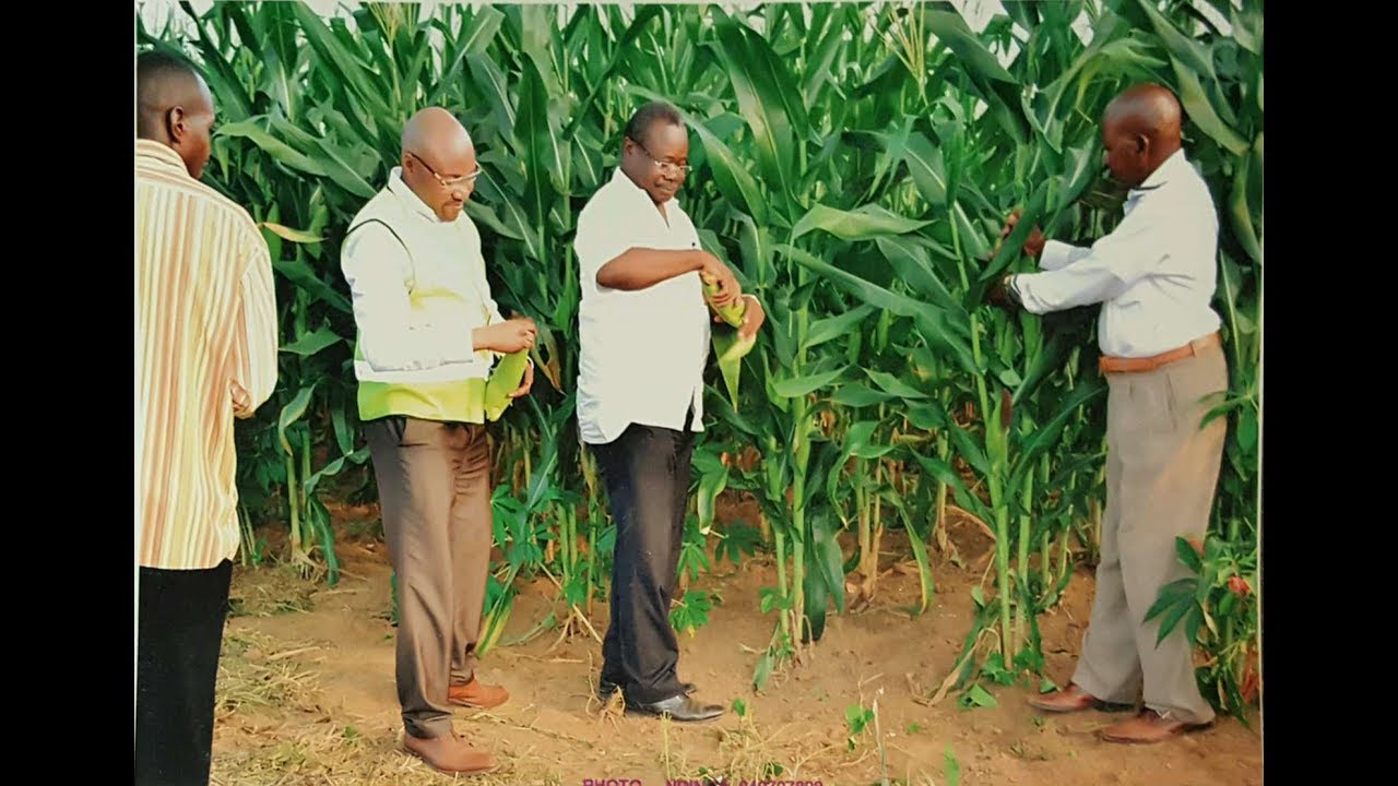 Manianga's Organic Farm in Maquela do Zombo, Angola