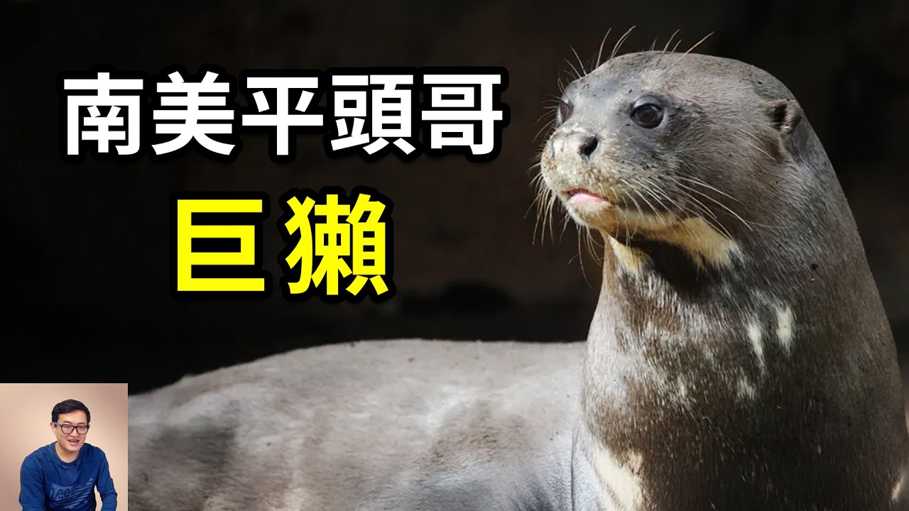 亞馬遜河裡的「蜜獾」，捕殺凱門鰐，嚇跑美洲豹，世界上最長的鼬科動物，南美平頭哥巨獺的瘋狂真相【老肉雜談】#動物 #生物 #科普 #冷知識 #水獺