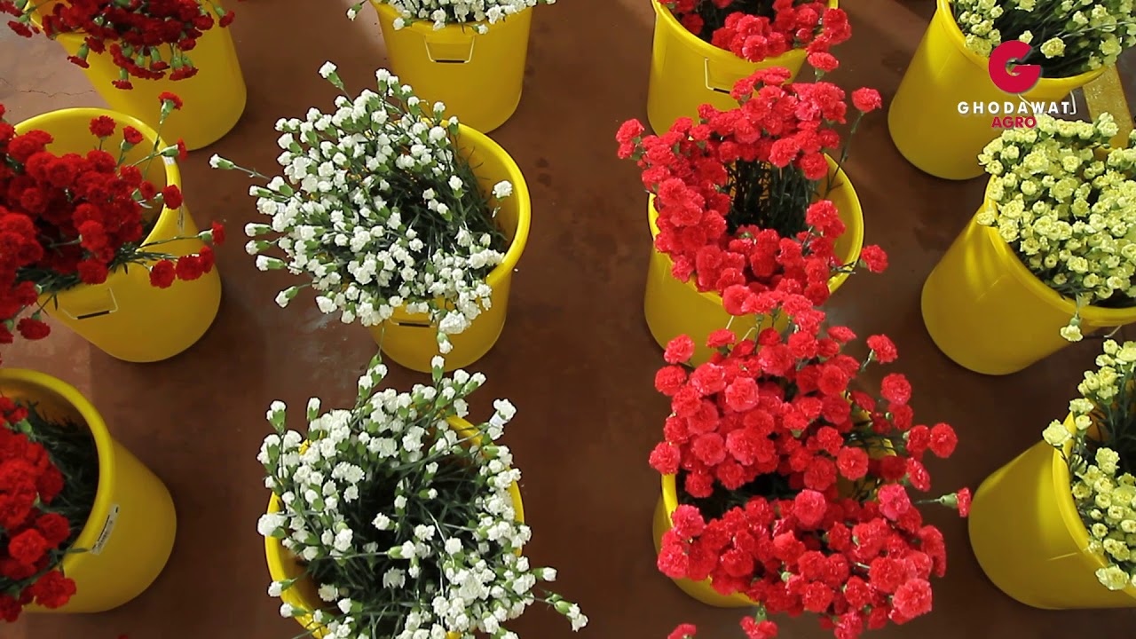 Ghodawat Agro