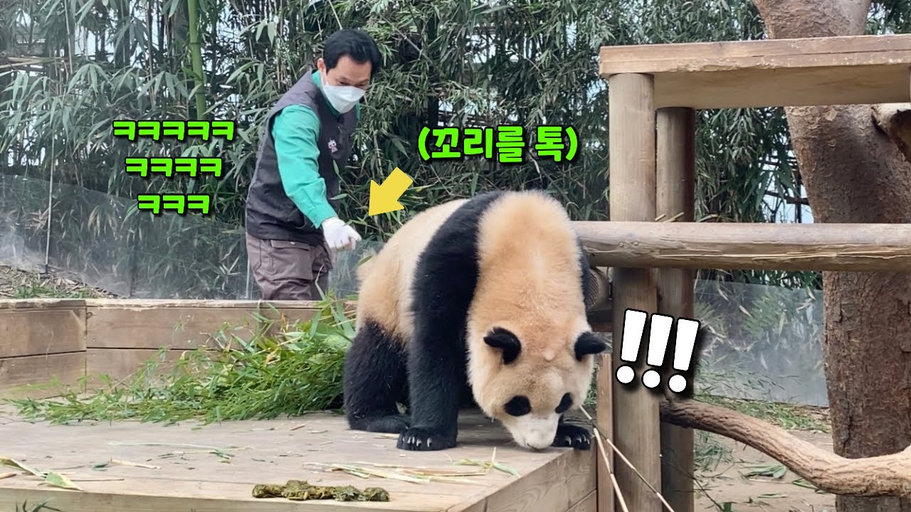 응가하고 있는데 작은할부지가 꼬리 만지자 푸바오가 한 행동!