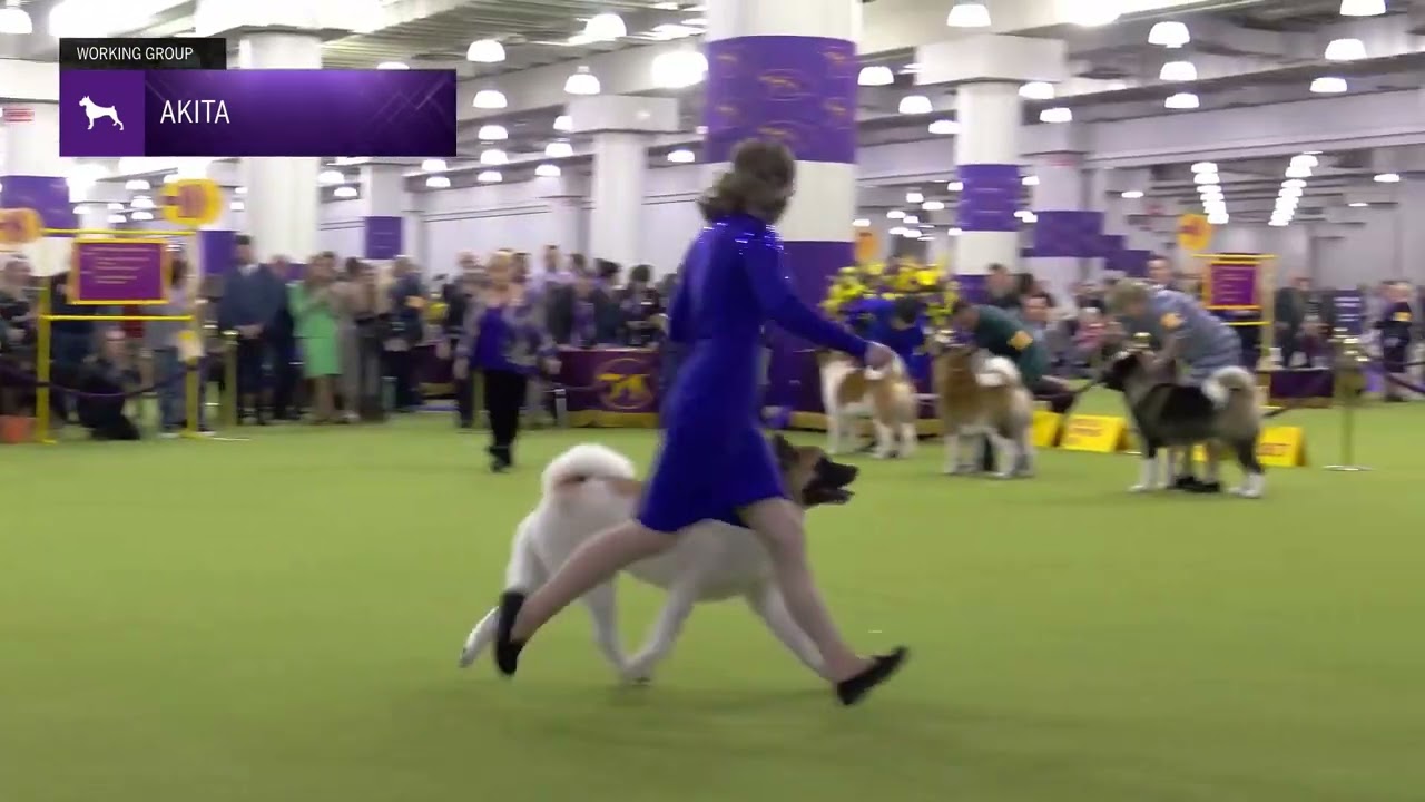 Akita | Breed Judging 2025