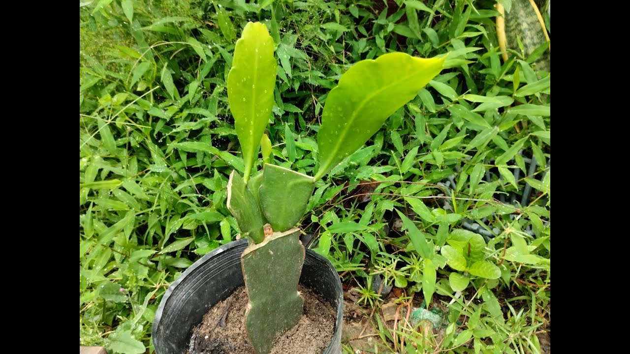 Ghép Đại Nhật Quỳnh vào cây Thanh Long đơn giản thành công 100%
