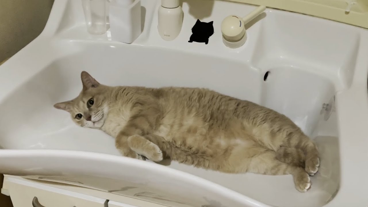 ひんやり冷たい洗面ボウルで息子の帰りを待っている猫に・・・