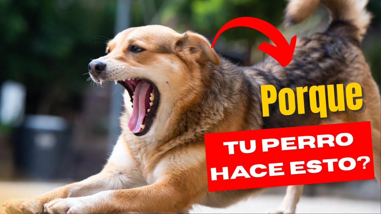 15 Comportamientos Extraños de los Perros 🐾🤔 ¿Por qué hacen lo que hacen?