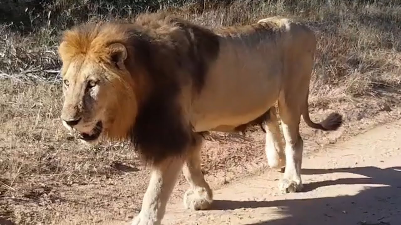 Hairy Belly Matimba Roar & Patrol | Remembering The Legend