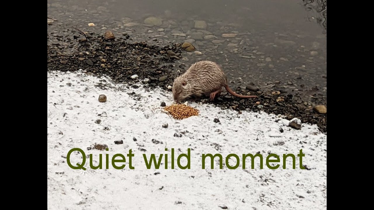 Wild nutria(coypu) in their natural habitat.Quiet nature observation.