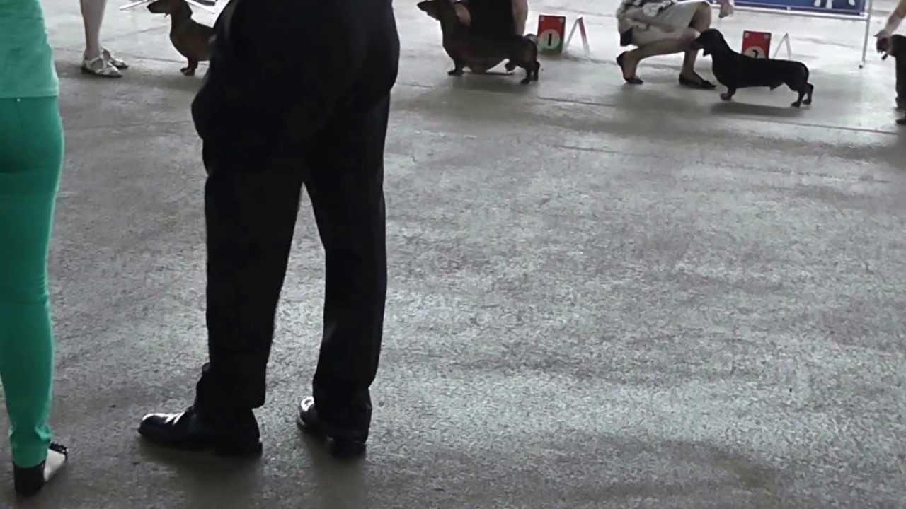 00134 CACIB Minsk 2 june 2013 СРАВНЕНИЕ НА ЛУЧШЕГО КОБЕЛЯ SS