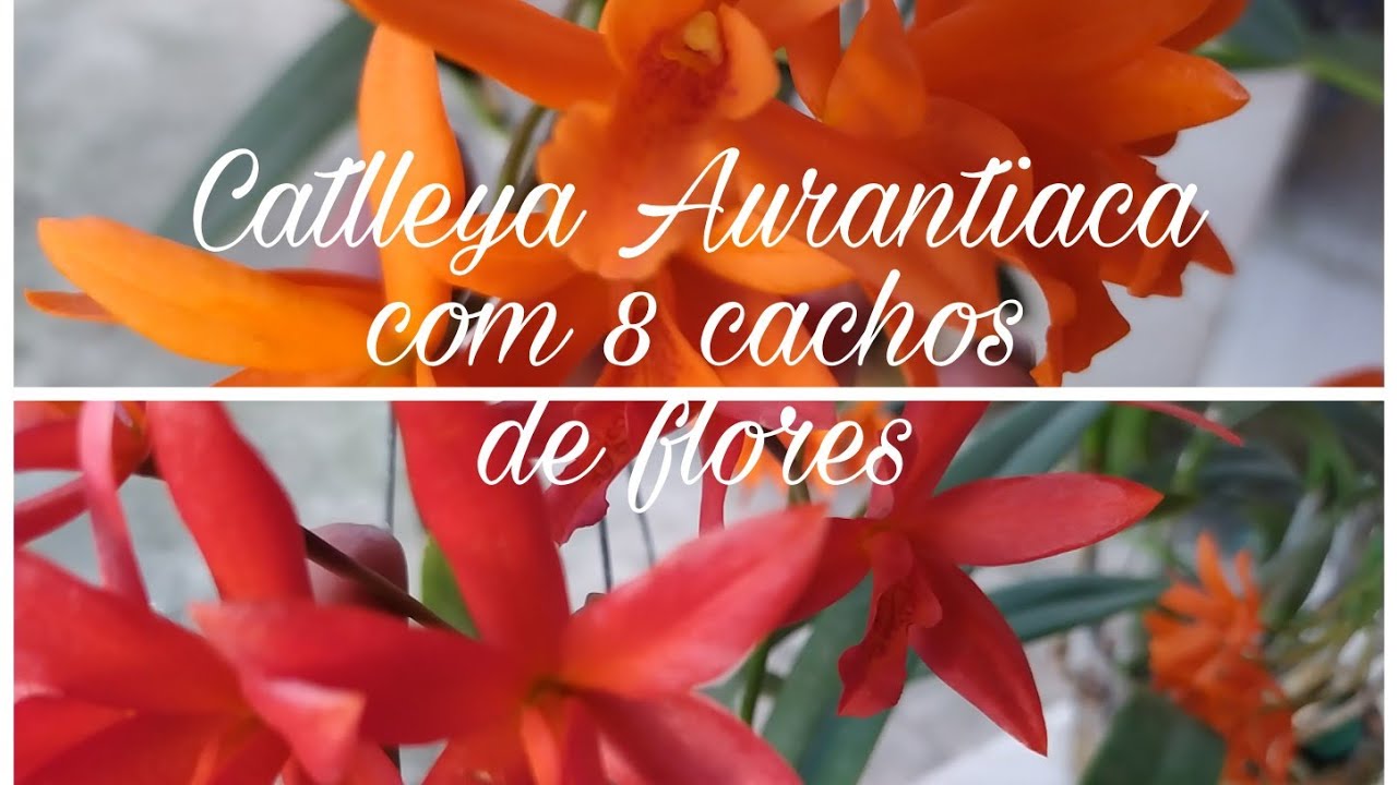 Catlleya Aurantiaca com 8 cachos de flores 🧡🧡🧡