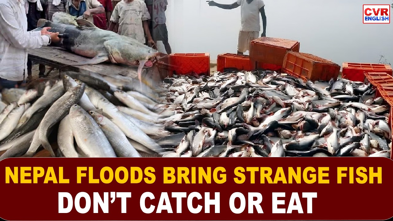 Strange Fish From Nepal Floodwaters Spark Panic In Bihar | Government Issues Warning| CVR English