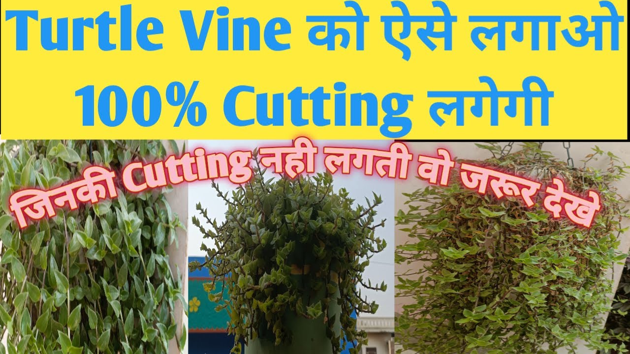 Turtle Vine कैसे लगाये / जिनकी Cutting नहीं लगती उनके लिए सबसे आसान तरीका / How to grow turtle Vine.