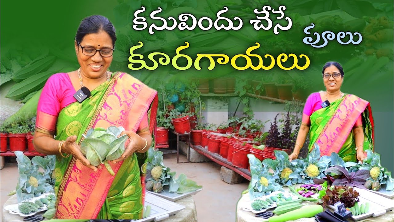 ఎంత చూసినా తనివితీరని పూలు, ఎంత కోసినా తరగని కూరగాయలతో Shiva Parvathi Terrace Garden #harvest