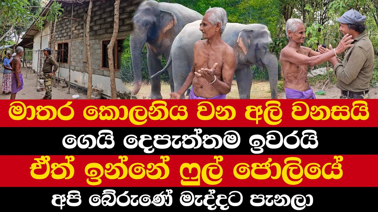 මාතර කොලනිය වන අලි වනසයි | ගෙයි දෙපැත්තම ඉවරයි | ඒත් ඉන්නේ ෆුල් ජොලියේ