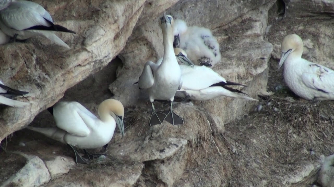Fou de Bassan (Morus bassanus) Northern Gannet