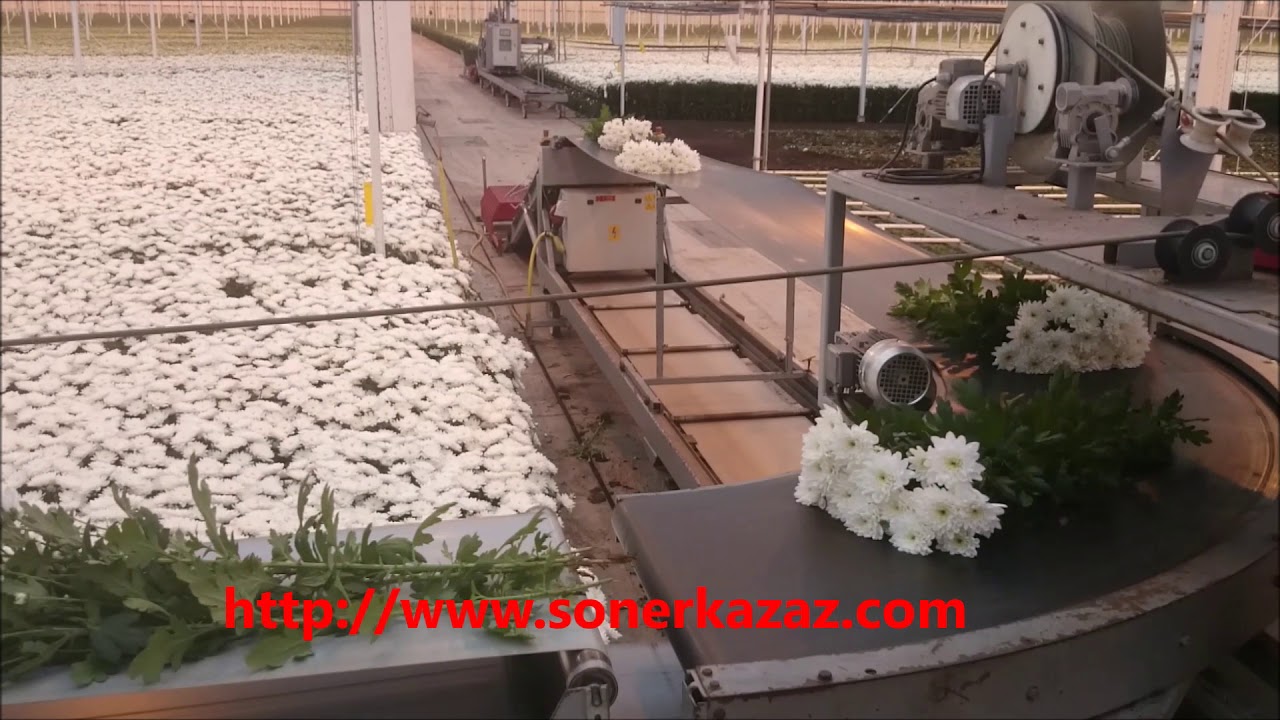 Krizantem Hasadı (Harvesting of Chrysanthemum)