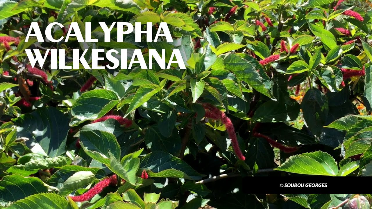 Acalypha wilkesiana  arbuste décoratif