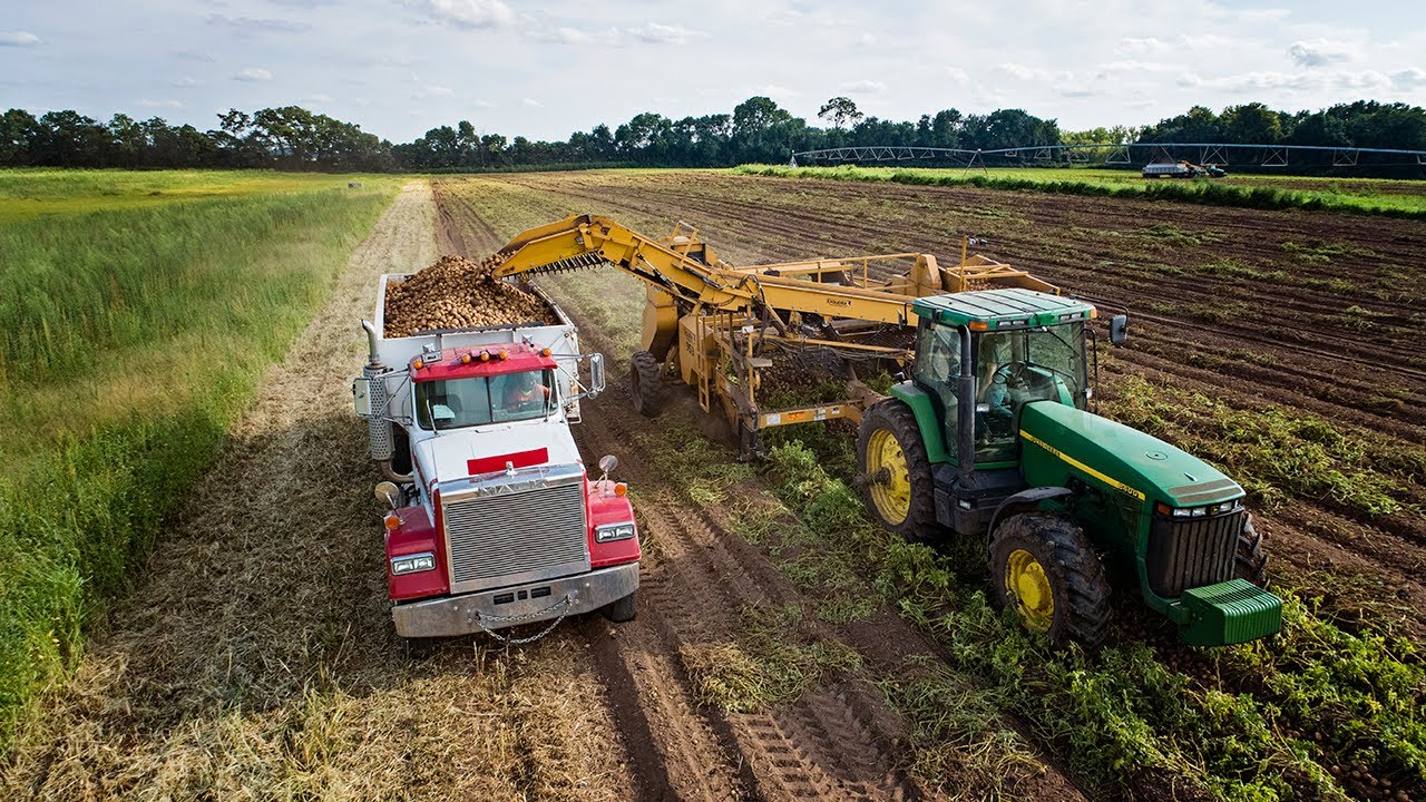Potato Harvesting - Where Chips Begin