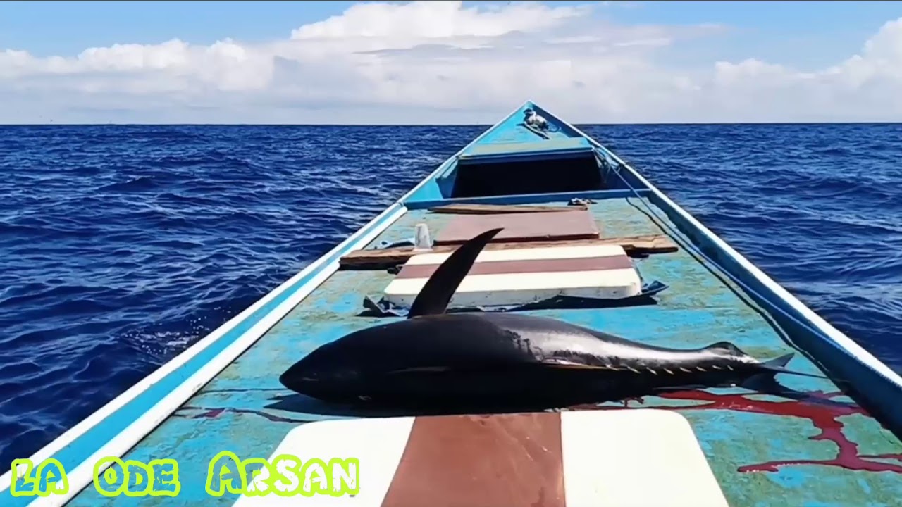 Mancing tuna dan Cara menggunakan umpan cacing,,,,strike berkali-kali