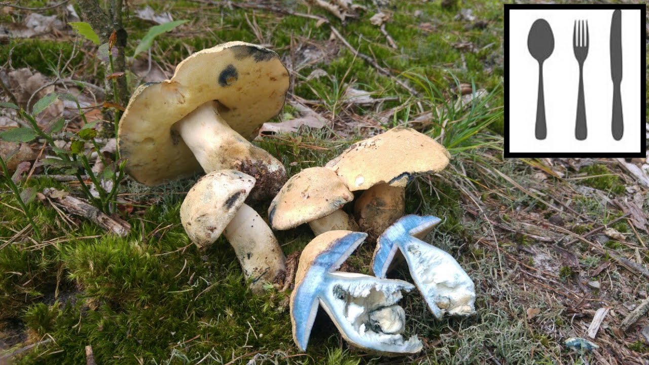 Piaskowiec modrzak&nbsp;(Gyroporus cyanescens) 01.09.2018 Świętokrzyskie