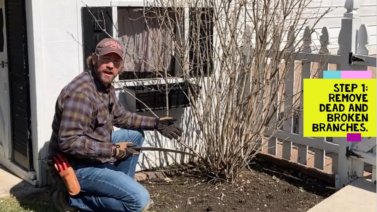 Three Step Renewal Pruning: Do this in early spring for healthy shrubs all year long!