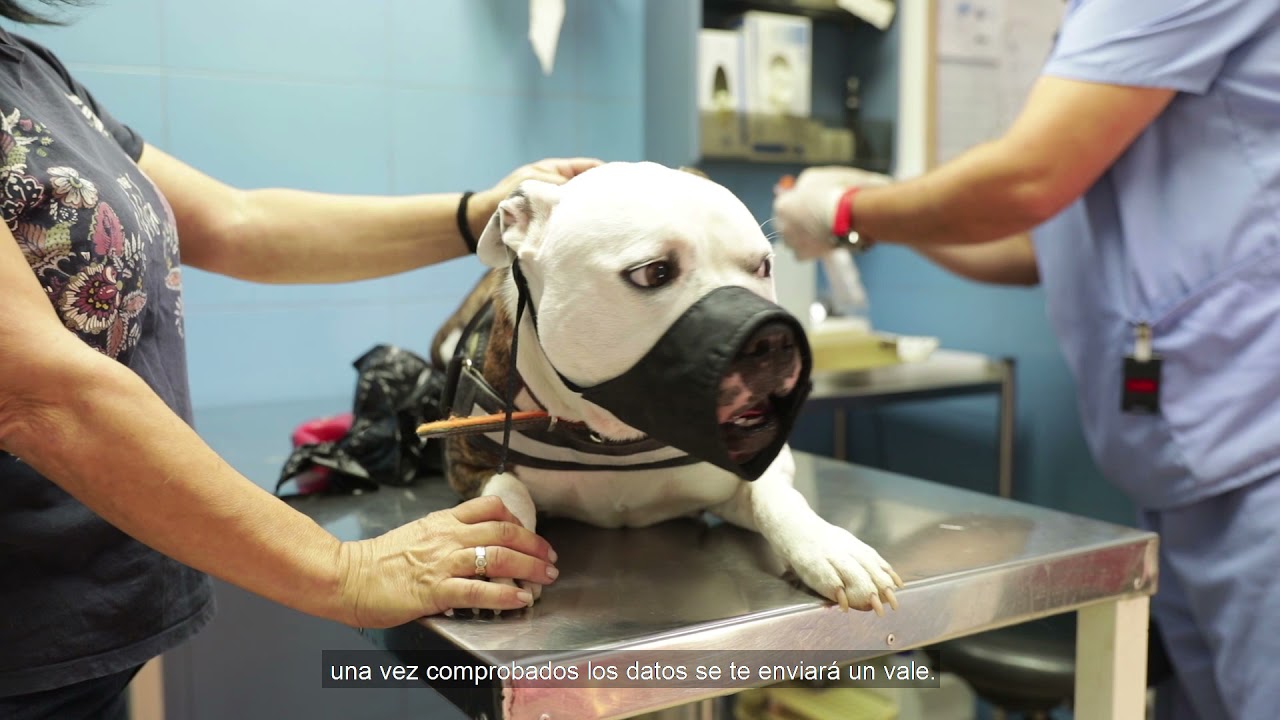 C&oacute;mo registrar a tu mascota en el censo canino de Paterna