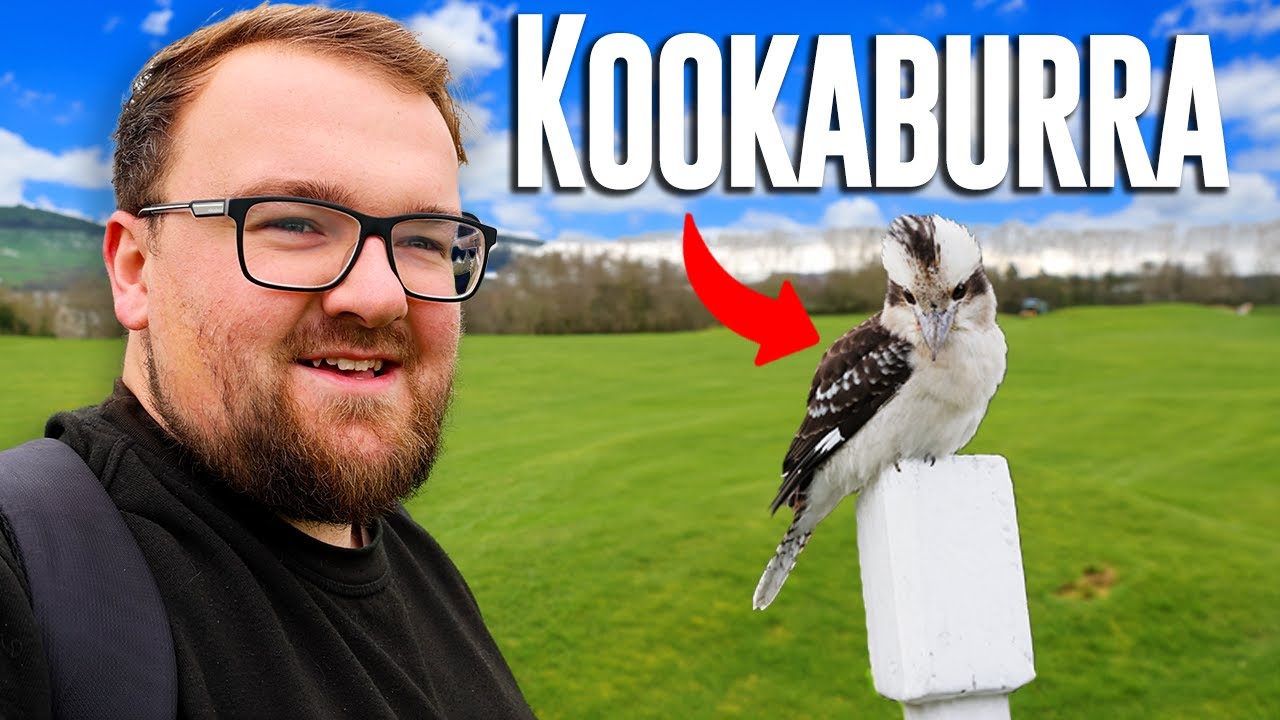 Kookaburra Are WILD In The UK & I found them