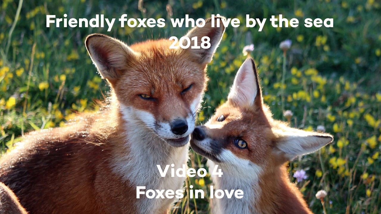 Fox family matters