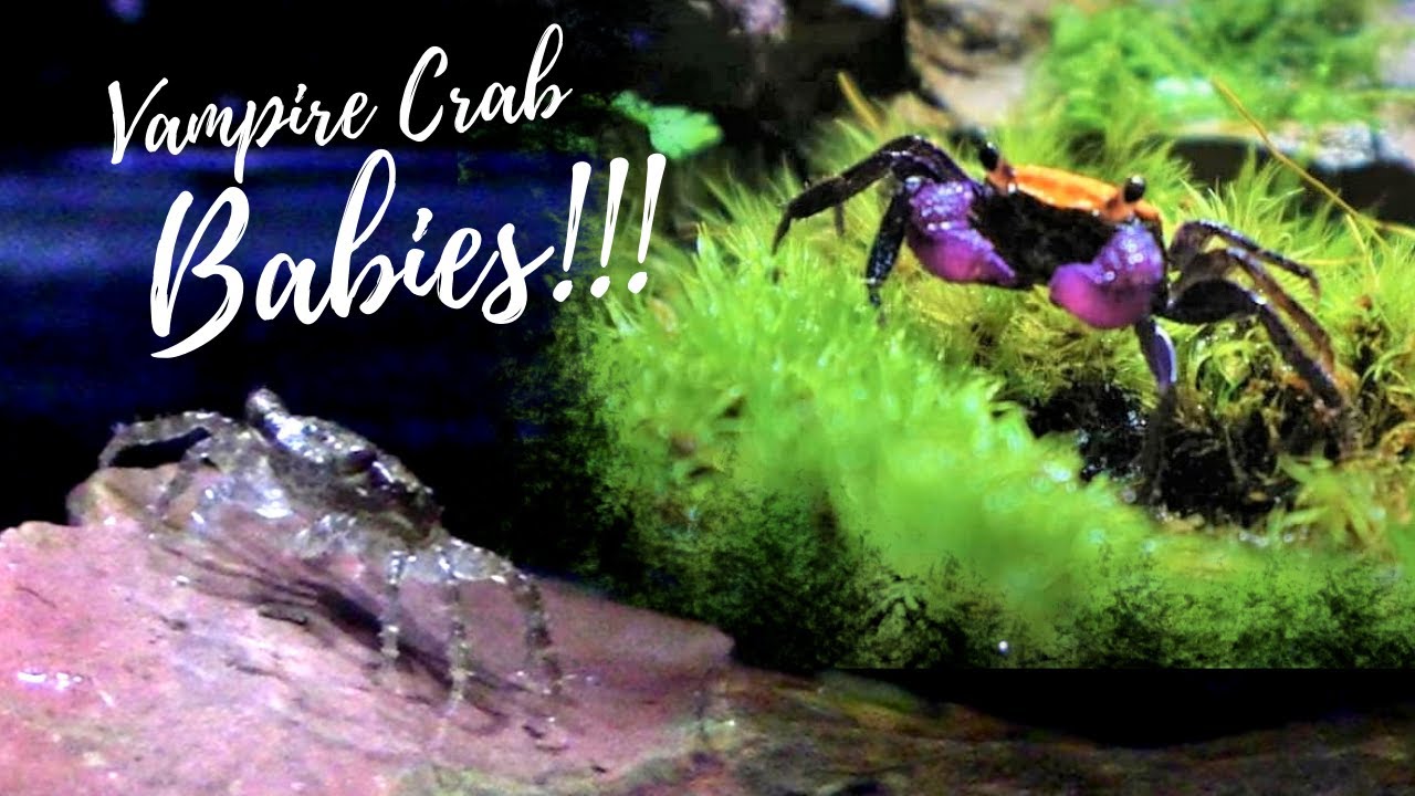 Breeding Vampire Crabs...We Have Babies!! ..Tank Update