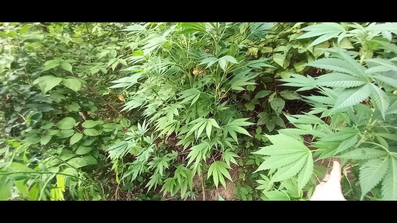 Gorilla Grow Cannabis update Kush Cookies + week 8 indoor August 26