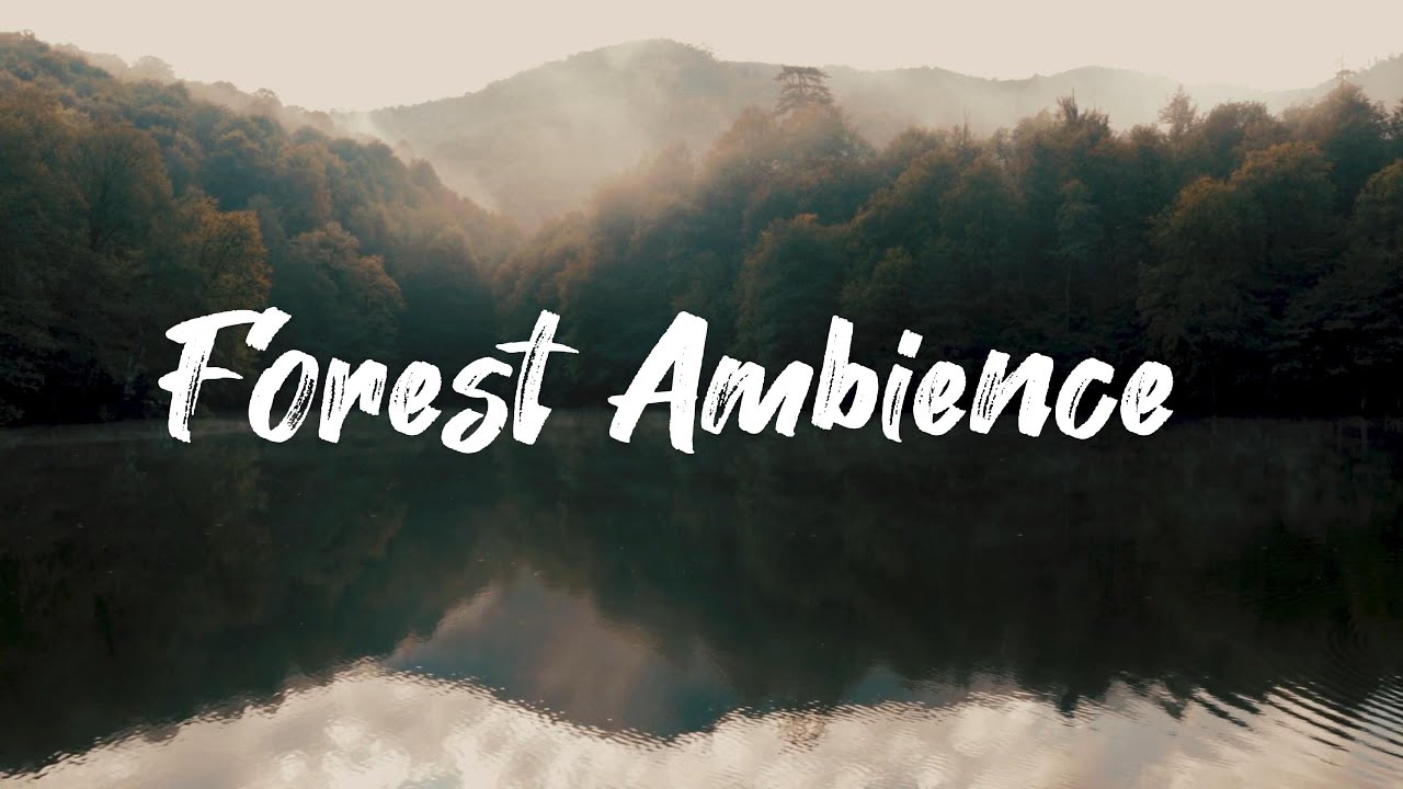 Stillness by the Stream | forest ambience | nature therapy audio