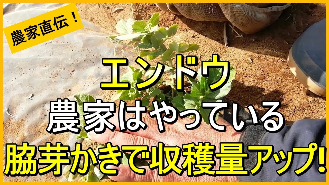 【スナップエンドウ】脇芽かきや追肥・水やりなど3月にやるお世話を解説【有機農家直伝！無農薬で育てる家庭菜園】　25/3/6