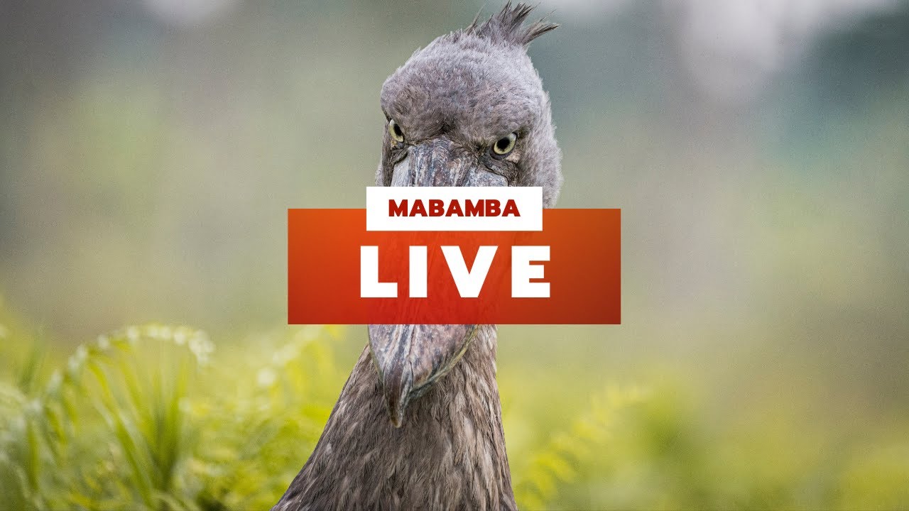 Mabamba LIVE Broadcast September 2022 | Shoebill Trip Highlights