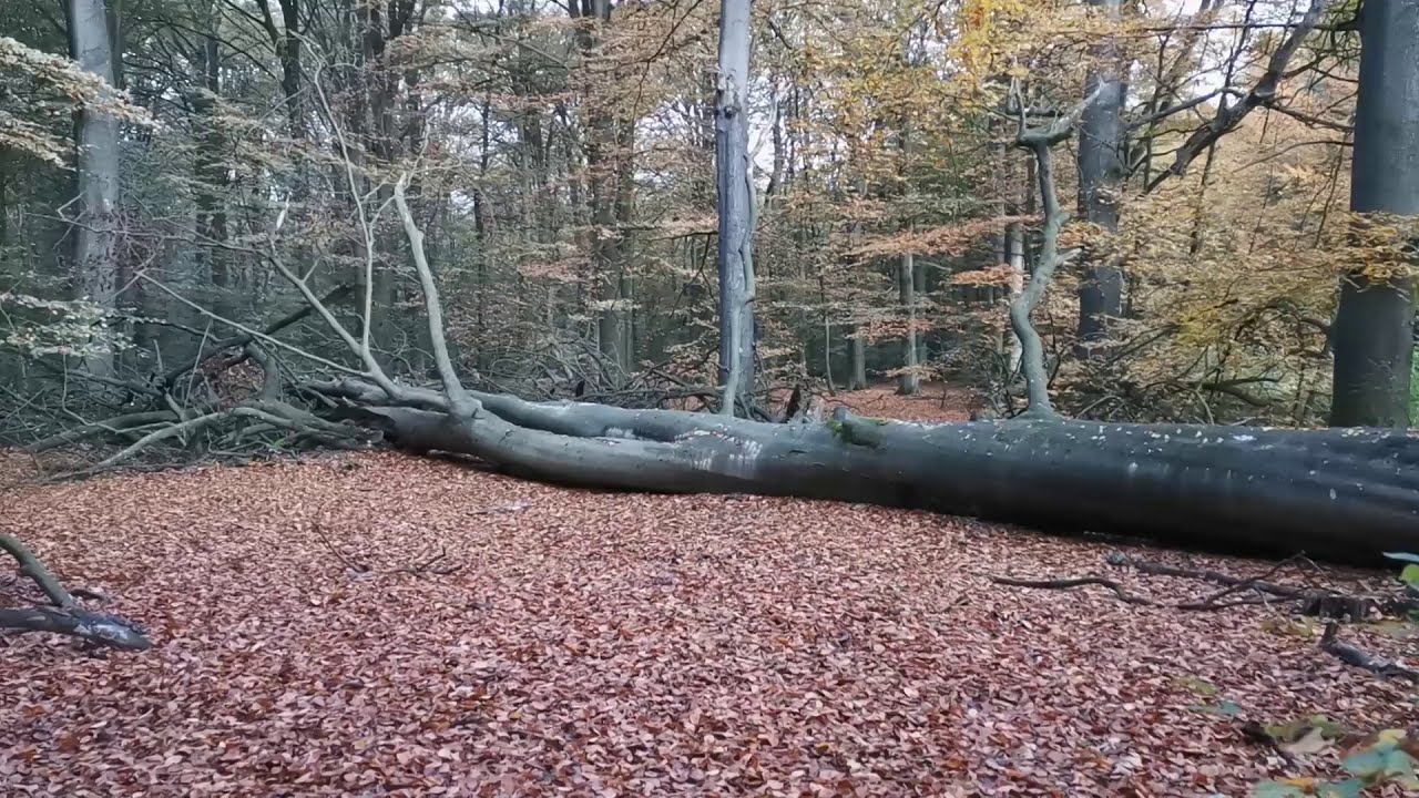 Gedichte an Ostfriesland - Die Tour - Folge 8  -  Waldspaziergang im Ihlower Forst - Stefan Decker