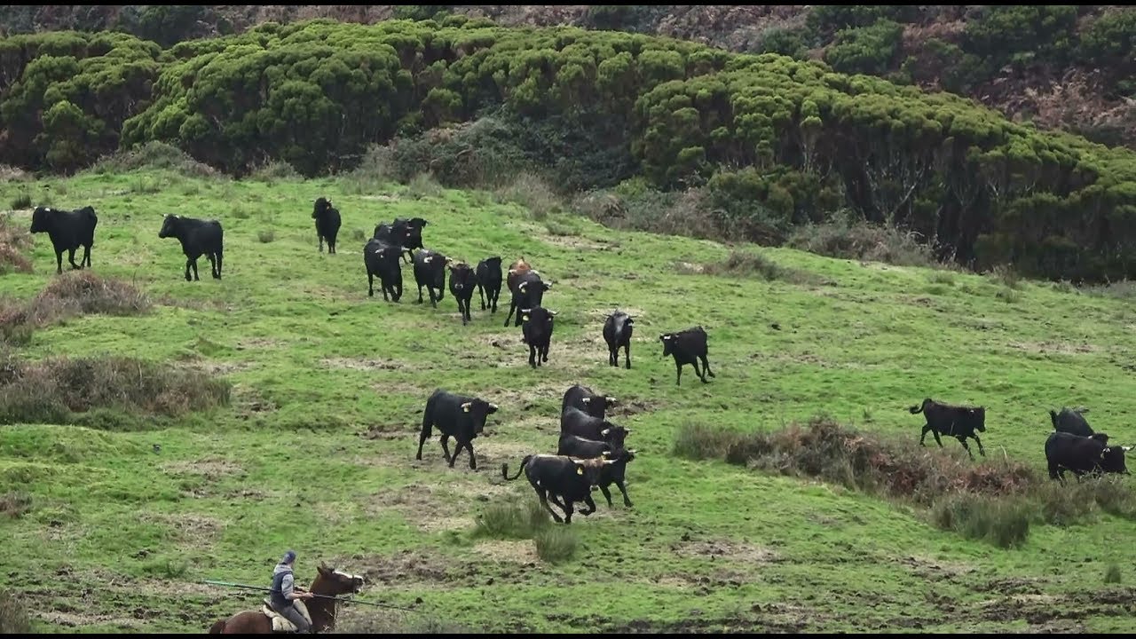 RB - Cercar Os Touros Para Mudança De Pastagens - Ilha Terceira - Açores