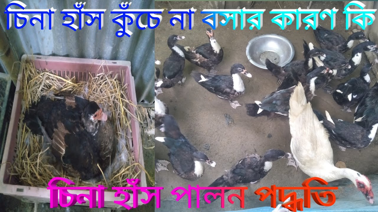 চিনা হাঁস কুঁচে না বসার কারণ কি china hash farming video Assam Farm 