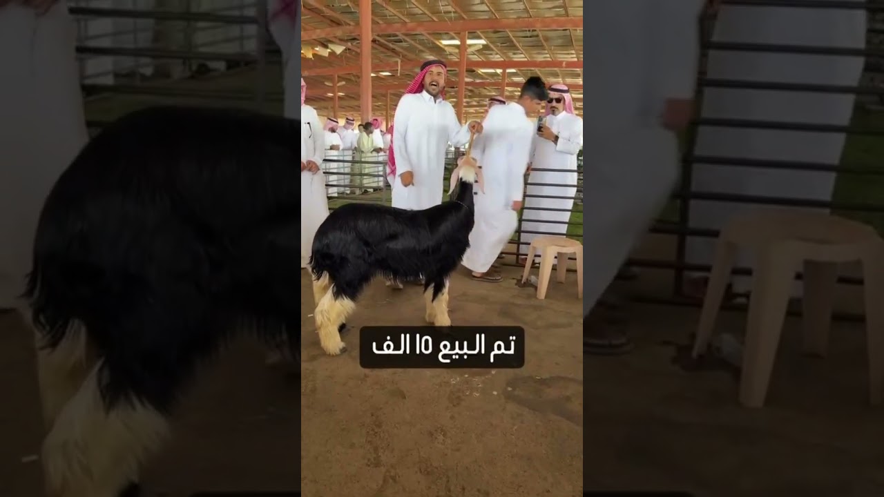 تغطية في مزاد حايل - سوق الاغنام  يوم الجمعة 1447/3/6هـ