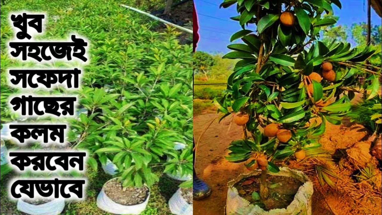 সহজেই তৈরী করুন সফেদা গাছের কলম / How to graft sapoda tree easily
