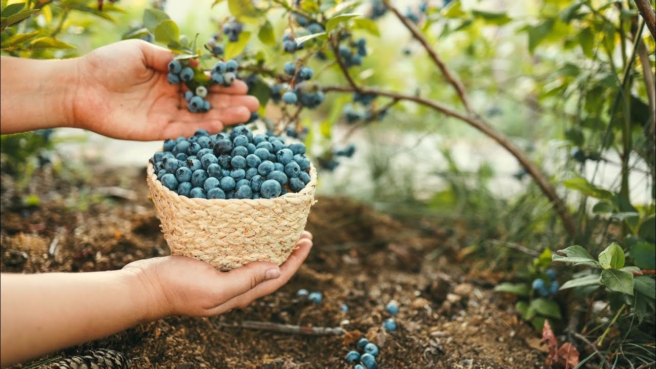Testing the pH Levels of My Homegrown Blueberries