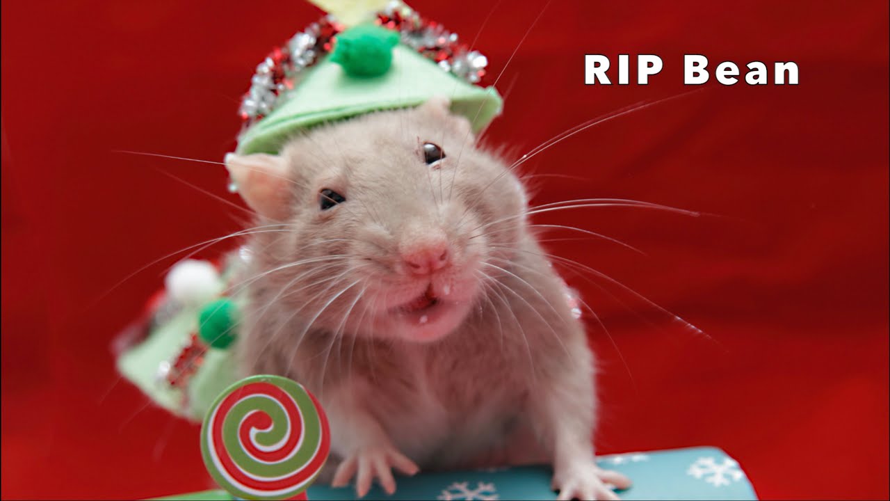 RIP Bean - Tribute to the Most Amazing Little Rat 💔
