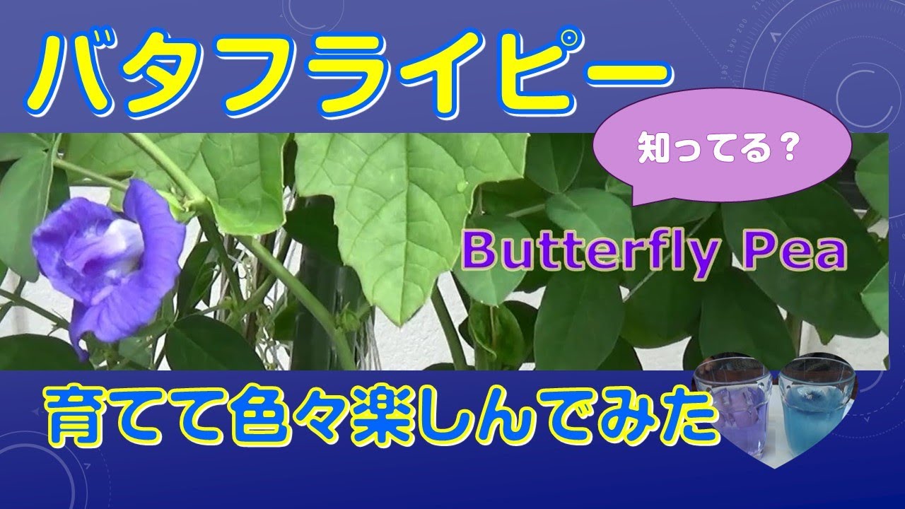 バタフライピーを育てて楽しんでみた【株式会社ミズホ】