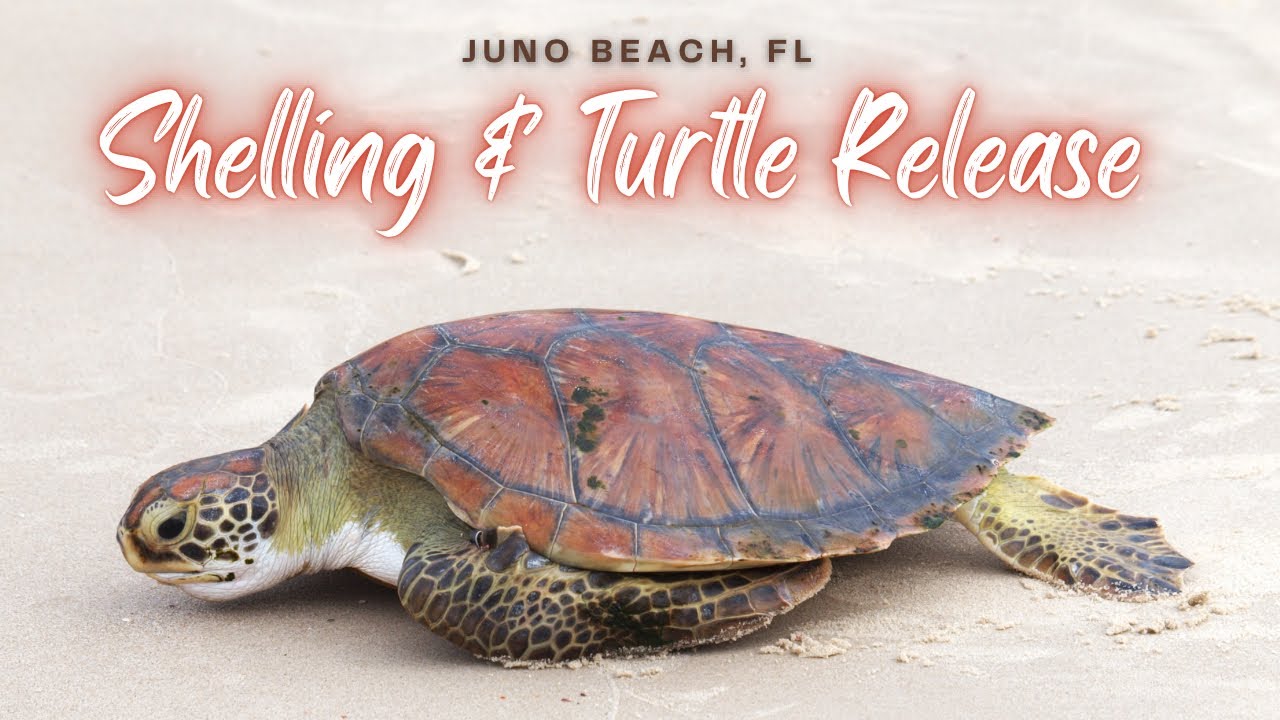 I went shelling and ran into a sea turtle rehabilitation release with a crazy volunteer #flshelling
