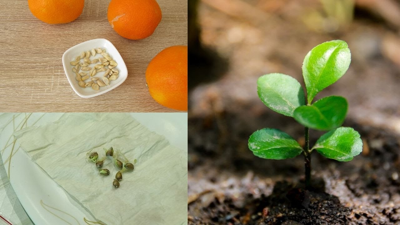 How to Grow Orange Trees from Seed, Paper towel Germination Method,  Fast & Easy Way 100% Success