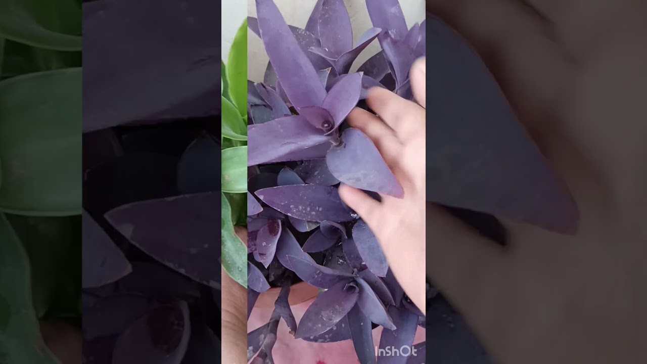 different types of indoor plants #beautyofnature#plantation#