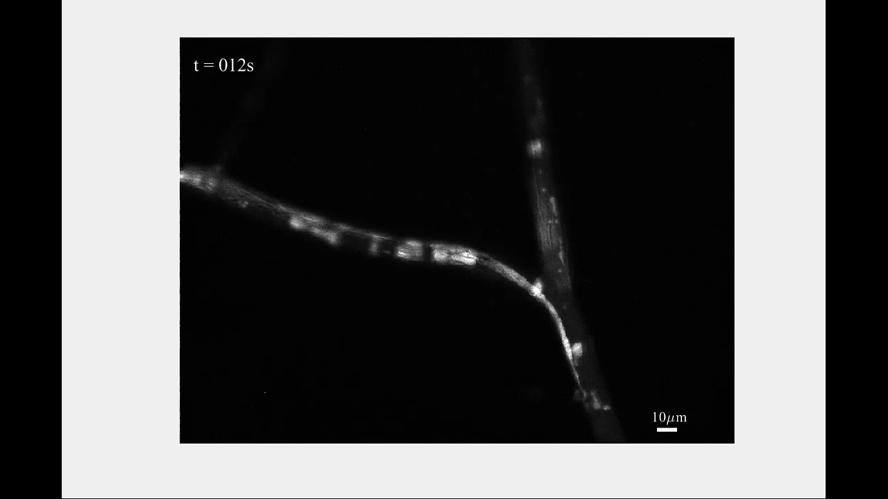 Rhizophagus irregularis C2 hyphal network - lipids stained with Nile Red flowing in cytoplasm.