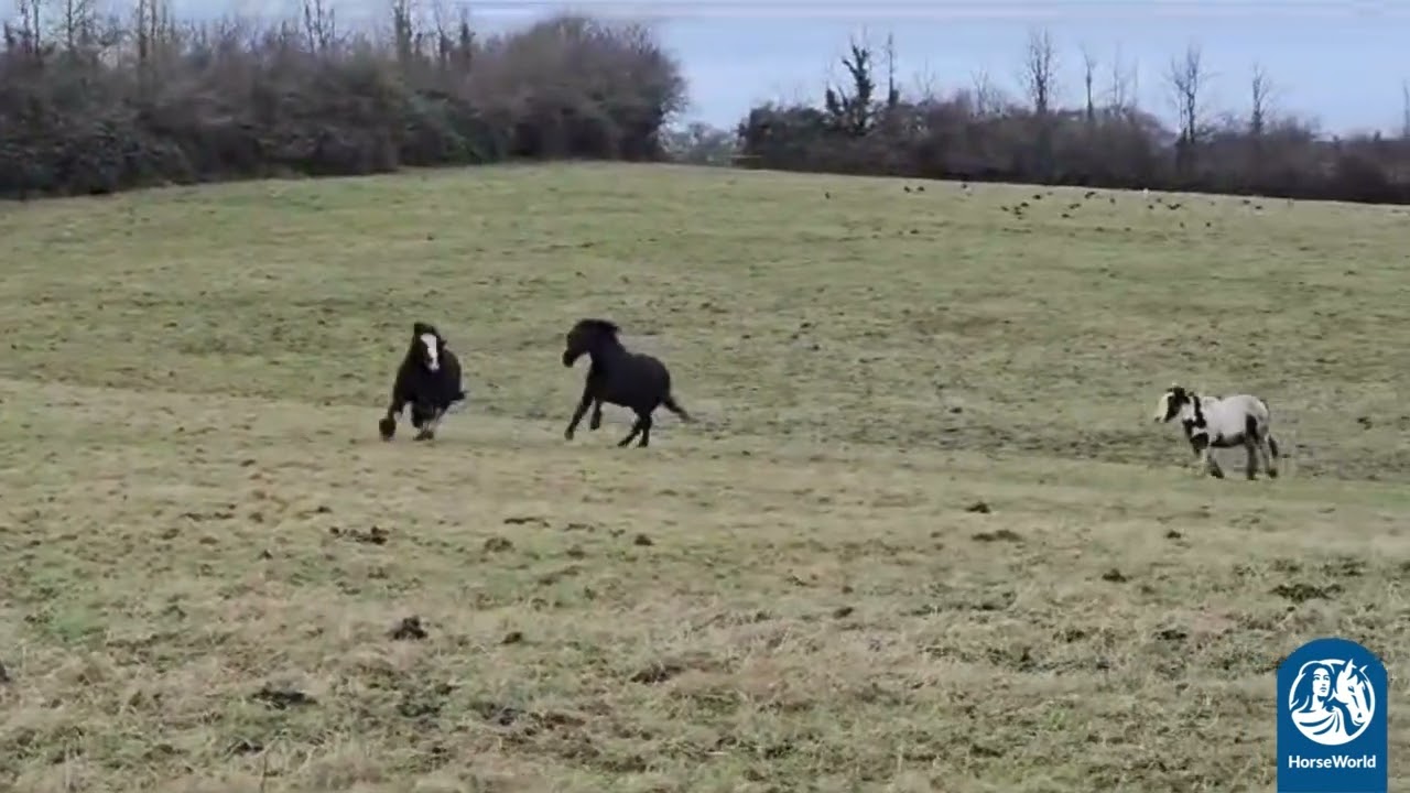 HorseWorld - Rescued horses running free at HorseWorld