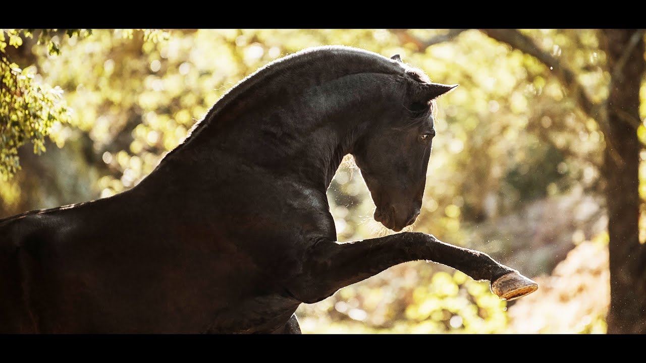 || Andalusian Horse Edit Video ||