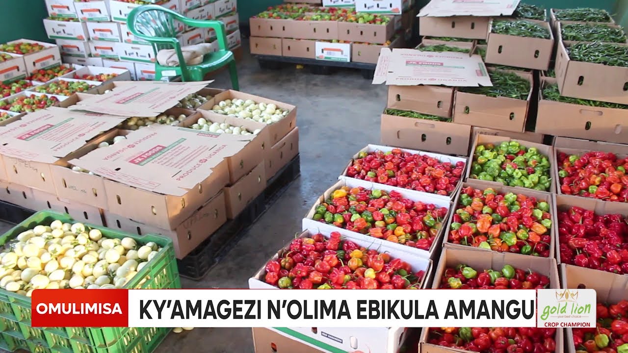 Omulimisa LIMA KAMULALI  OYOOLE SSENTE Prt 2