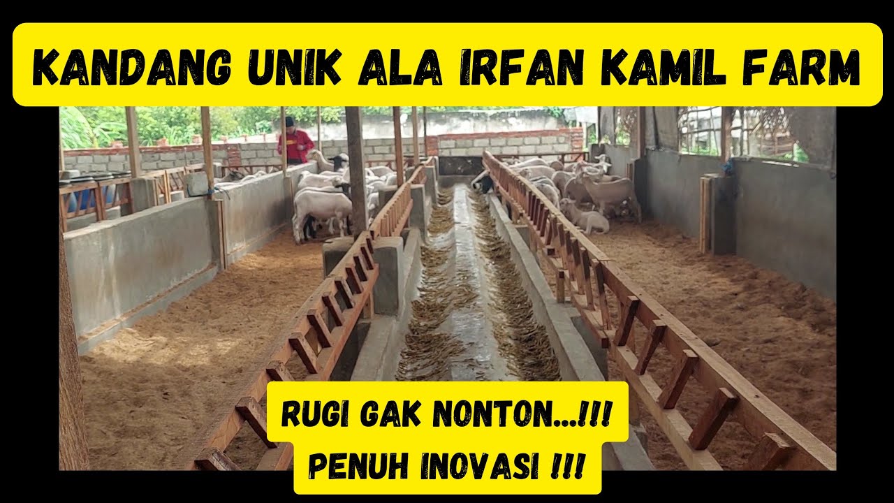KONSEP KANDANG MENARIK !!! IRFAN KAMIL FARM #kandang #kandangkambing #kandangdomba #domba #ternak