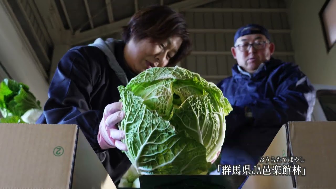 JA邑楽館林～農産物の収穫シーン（白菜）～