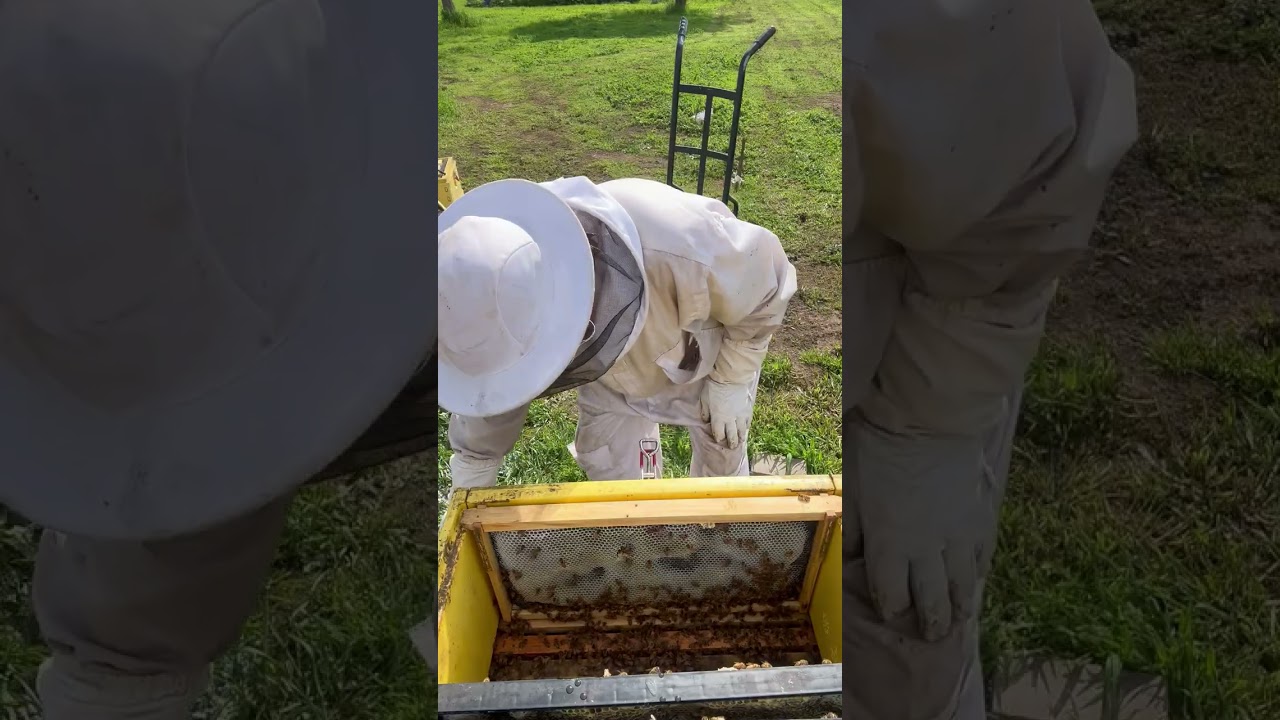 Hive 1 and lots of changes February 28, 2026 #beekeeping #beekeeper #bees #beekeepingforbeginners